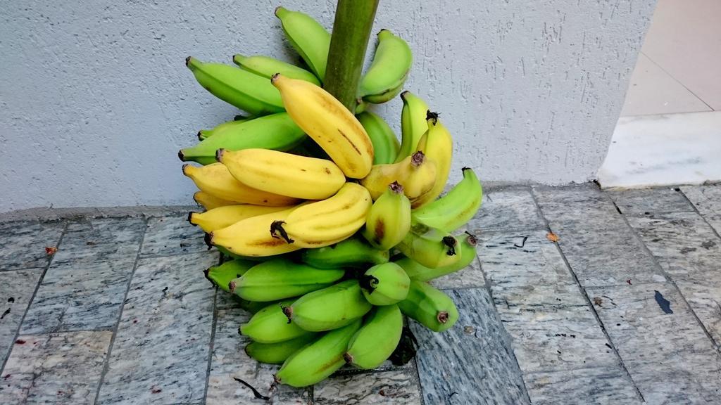 Gavea Bnb Rio de Janeiro Eksteriør bilde